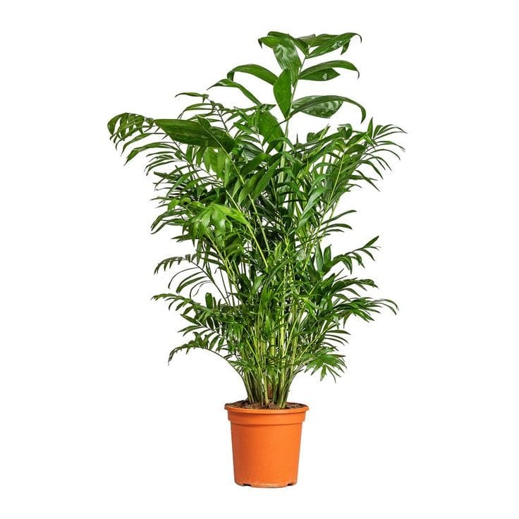 Chamaedorea seifrizii